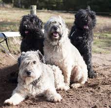 Fisher honda stands out in the denver, colo., area for its service, honest treatment, and competitive pricing! 31 Bouvier Des Flandres Ideas Bouviers Des Flandres Dog Breeds Dogs