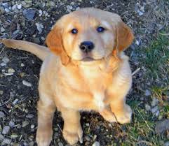 Find dogs available for adoption that are priced under $500. Puppy Breed Golden Retriever Hi My Name Is Misty Rose I M A 14 Week Old Golden Retriever Puppy I Live In W Golden Retriever Golden Puppy Retriever Puppy
