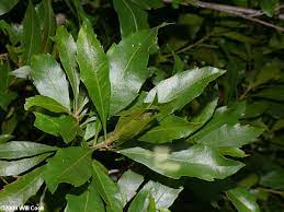 We did not find results for: Wax Myrtle Morella Cerifera
