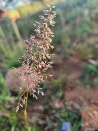 Image result for Sporobolus festivus