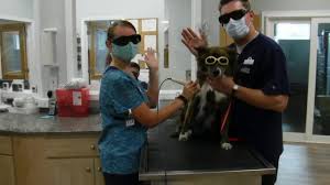 A gym is available to guests at the following pet friendly hotels in myrtle beach Home Carolina Forest Veterinary Hospital Myrtle Beach Sc