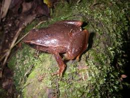 5 ft 5 in / 165 cm, weight: File Plethodontohyla Mihanika 02 Jpg Wikimedia Commons