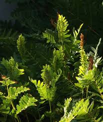Image result for Osmunda regalis