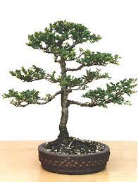 Information for chinese elm bonsai material.i happen to have a seiju elm that i have been growing for many years and have not yet started as a bonsai. A Yatsubusa Elm Bonsai Bci