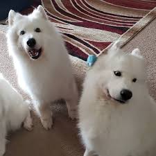 Joey And Dante And Dante S Ugh Stop Barking Joey Face Desertrosesamoyeds Samoyed Samoyedsofinstagram Sammy Samoyed Husky Dogs