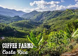 Immerse yourself in costa rica coffee culture by visiting one of costa rica's coffee plantations. Costa Rican Coffee History Best Beans Top Tours James Kaiser