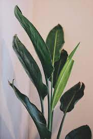 We did not find results for: While Strelitzia Nicolai Gets All The Love Strelitzia Reginae Is Proud To Be The True Bird Of Paradise Houseplants