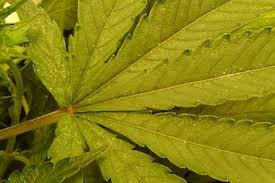 Some mites do bite animals and humans. Spider Mites Cannabis How To Identify Get Rid Of Them Quickly