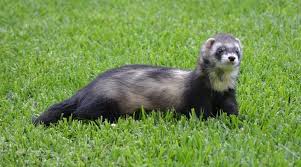 نتیجه جستجوی لغت [fret] در گوگل