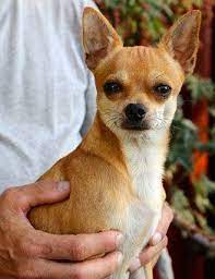 Free Image On Pixabay Chihuahua Sobel Dog Chihuahua Puppies Chihuahua Cute Chihuahua