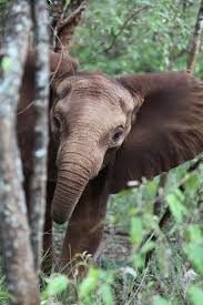 Pin By Courtney Foy Studio On The Life Of Elephants Animals Beautiful Animals Elephant