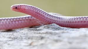 Image result for Rhodopentas