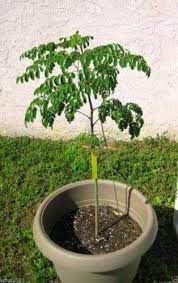 Moringa Seeds Drumstick Tree Tree Of Life Or The Miracles Tree Moringa Oleifera30 Seeds Moringa Tree Moringa Seeds Tree Seeds