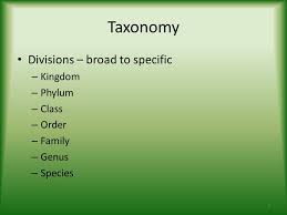 Animal Classification Ppt Video Online Download
