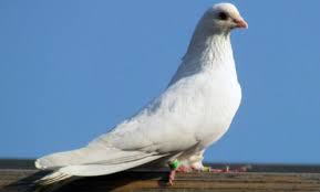 Maslina je znak mira, a naše golubice koje mi zovemo 'tičice' simbol su mira i onog unutarnjeg zadovoljstva. Koje Snove Ne Snovi Zene U Snu Je Li Dobro Ili Ne Sto Vidjeti U Golubovima Iz Snova