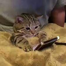 ネコの時間on twitter youtubeで猫動画を見よ cats cat curling cat lovers