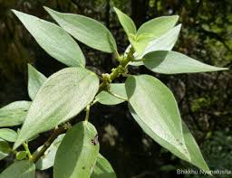 Image result for Pouzolzia