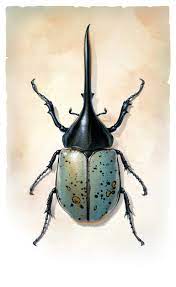 Blue Hercules Beetle, Insect series - Limited Edition of 100 Printmaking by  Cherie Sinnen | Saatchi Art