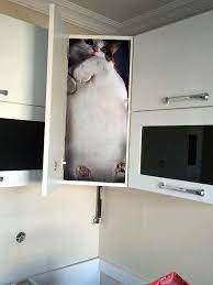 Contractor Gets In The Cabinet To Prove Its Sturdiness Sparks Hilarious Photoshop Battle Bored Panda