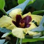 Image result for Hibiscus calyphyllus