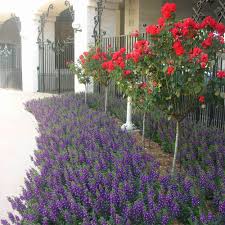 Image result for Angelonia