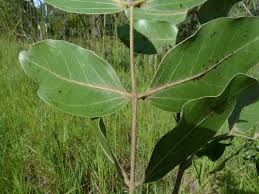 Image result for Julbernardia