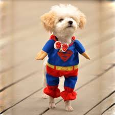 Super Dog Costume Cute Baby Animals Cute Animals Cute Funny Animals