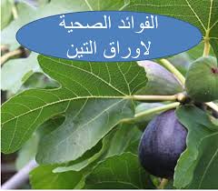 منقوع اوراق التين فوائد للتنحيف والصحة Plant Leaves Plants Blog Posts