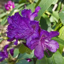 Хотите купить саженцы рододендрона гибридного розеум элеганс (rhododendron roseum elegans)?зайдите на. Rhododendron Purpureum Elegans In The Rhododendrons Database Garden Org