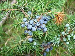 kandaki iltihabi yok eden doga ustu meyve schnapps fruit medicinal plants