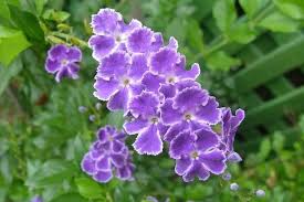 I have had my white sky alba about 8 years. Duranta Erecta Alchetron The Free Social Encyclopedia