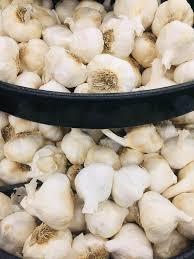 Check spelling or type a new query. How To Grow Garlic Lots And Lots Of Garlic