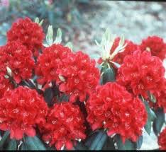 Rhododendron Henry S Red Red Plants Plants Rhododendron