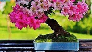 Everest Bonsai Nepal Posts Facebook