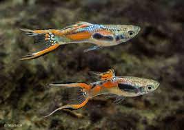 But endler's are smaller, have a different assortment of colors, and do not grow huge tails like some male guppies. Endler Guppies Poecilia Wingei Tetra Advanced Fishkeeper Blog
