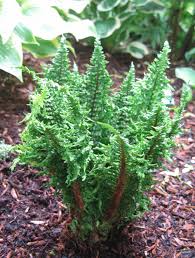 Image result for Dryopteris kilemensis