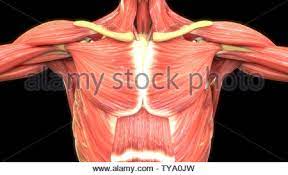 May 05, 2021 · the muscular system is responsible for the movement of the human body. Human Body Muscles Anatomy Stock Photo Alamy