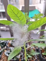 Image result for Dorstenia cuspidata