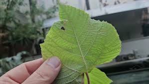 Image result for Alchornea cordifolia