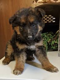 Look for a purebred puppies for sale? Sick German Shepherd Puppies Dumped On I 275 Near Monroe