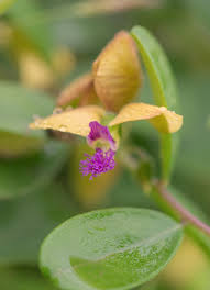 Image result for Polygala erioptera