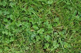 Clover has small, round, green or pink flowers, and they usually are swamped with bees buzzing around them. Common Weed Series All About Clover Weeds Houseman Pest