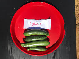 When used for food, zucchini are usually picked when under 20 cm (8 in.) in length and the seeds are soft and immature. Lsu Agcenter 2019 Zucchini Variety Trial