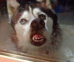 1 khi đã nuôi Husky, bạn sẽ phải hối hận vì không thể nuôi giống khác được  nữa 😂😂😂