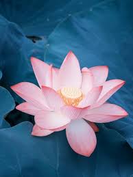 For this version i used. Lotus Flower And Lotus Flower Plants Photographic Print Kenny001 Allposters Com