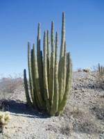 The park is the only place in the united states where the senita and organ pipe cactus grow wild. Cacti Organ Pipe Cactus National Monument U S National Park Service