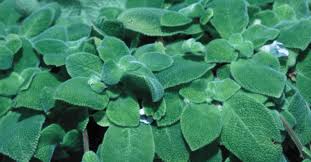 Image result for Gesneriaceae