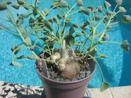Image result for Senecio oxyriifolius
