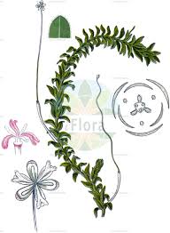 Image result for Hydrocharitaceae