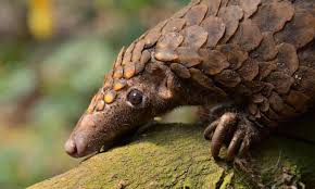 Çinli uzmanlar, karıncayiyenlerden (pangolin) alınan genlerin, korona genleriyle yüzde 99 benzerlik gösterdiğini bu nedenle yarasalardan insanlara geçtiği düşünülen virüsün taşıyıcısının karıncayiyenler. Covid 19 A Blessing For Pangolins Endangered Species The Guardian